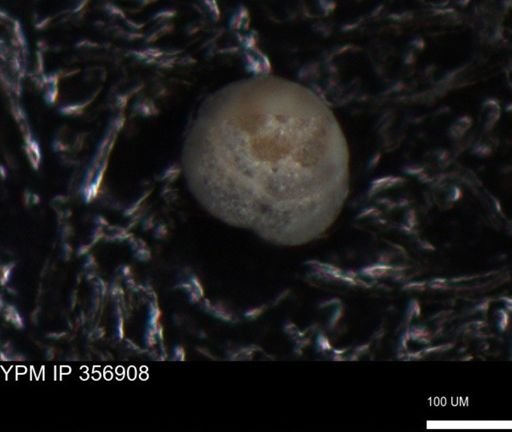 undet. Foraminiferida