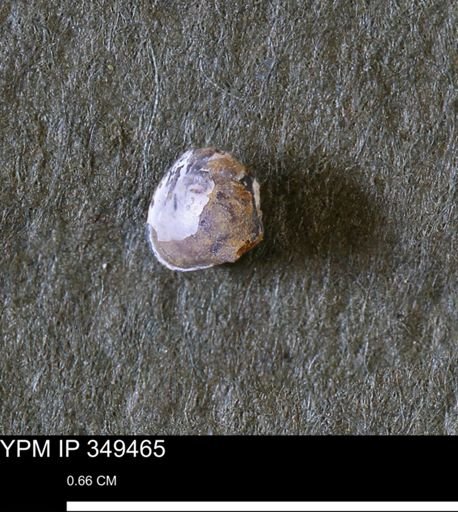 Protocardia sp.