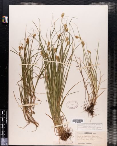 Carex tribuloides