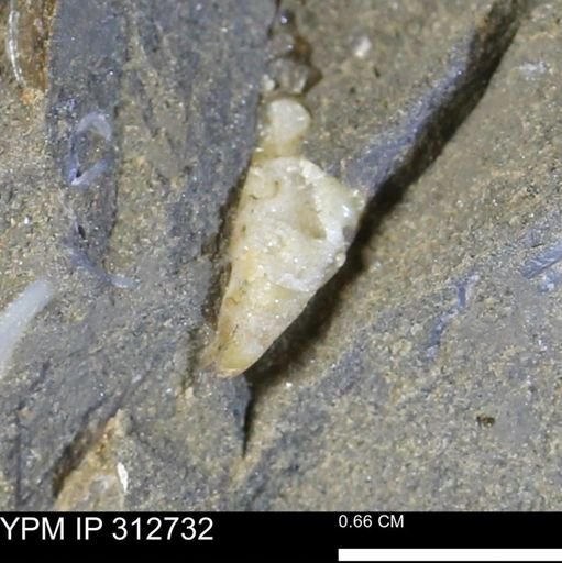 Sphenodiscus sp.