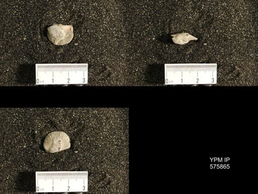 Dinorthis subquadrata