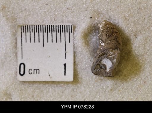 undet. Scaphitidae