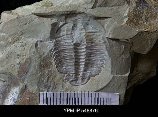 Amecephalus?