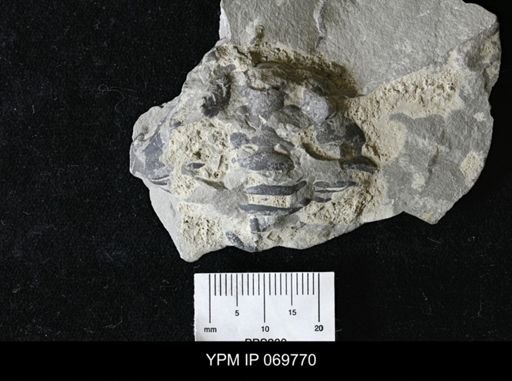 Calymene schucherti