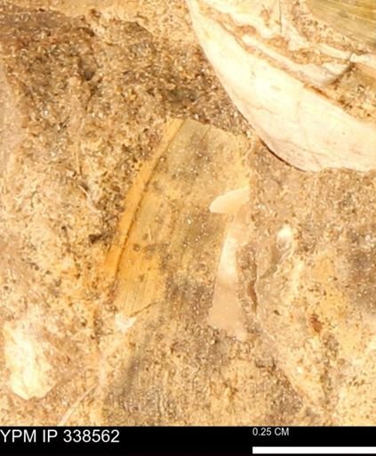 Protocardia subquadrata