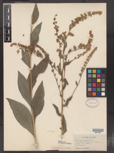 Solidago patula