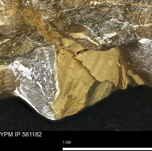 undet. Mollusca