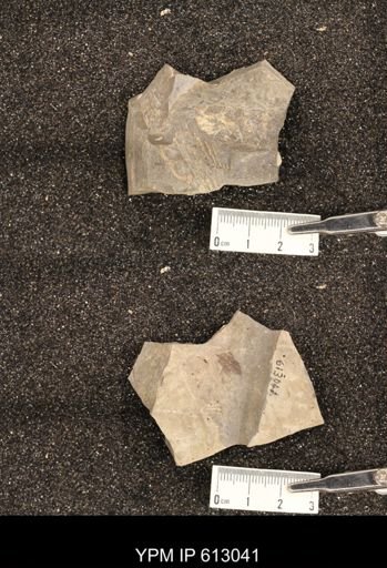 Clioscaphites vermiformis