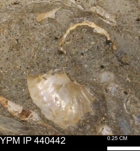 undet. Ammonoidea