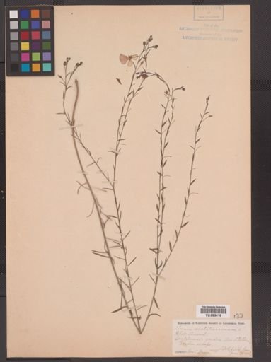 Linum usitatissimum