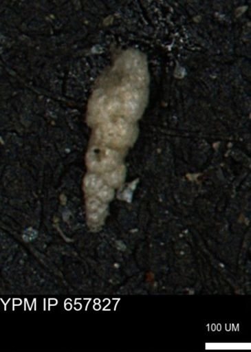 Verneuilinoides kansasensis