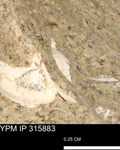 undet. Mollusca