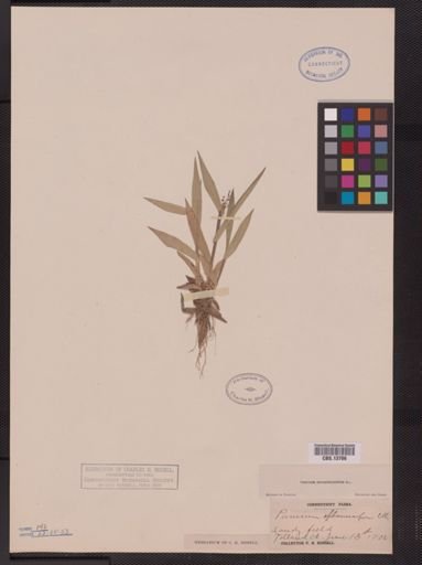 Panicum sphaerocarpon