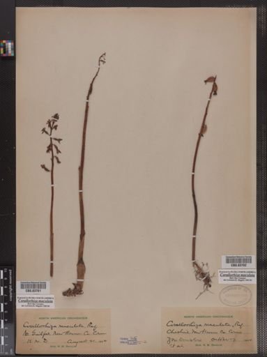 Corallorhiza maculata