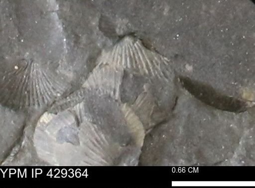 Devonochonetes scitulus