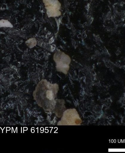 undet. Foraminiferida