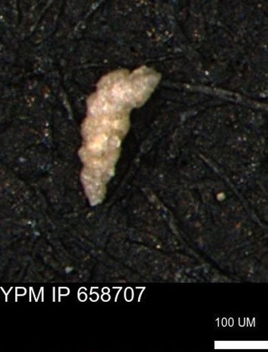 Verneuilinoides kansasensis