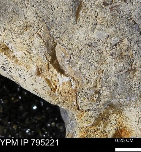 undet. Bivalvia