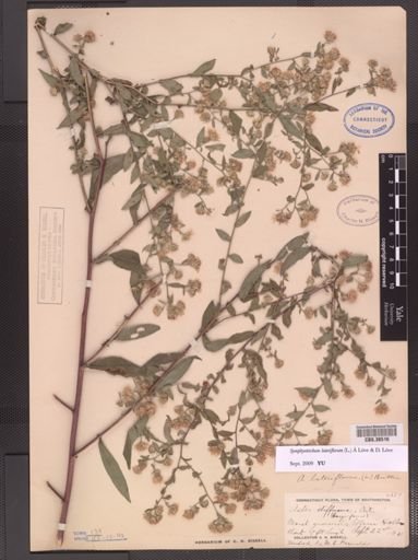 Symphyotrichum lateriflorum