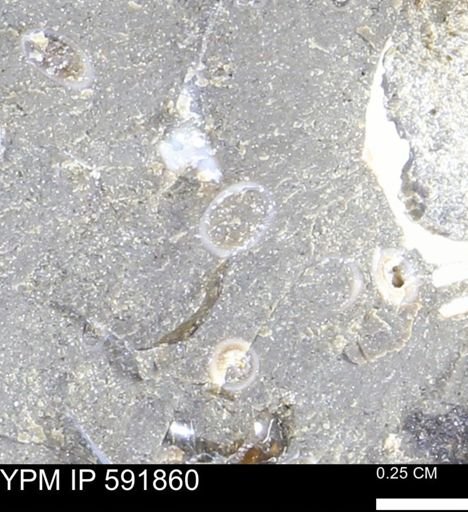 Serpulidae