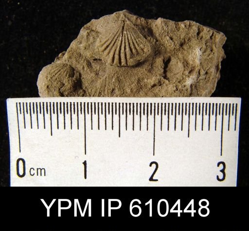 Camarotoechia sp.