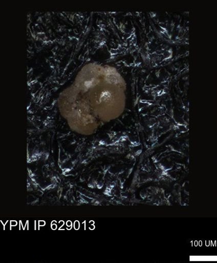 undet. Foraminiferida