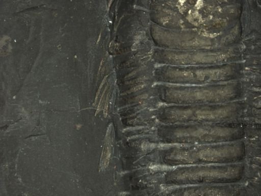 Triarthrus eatoni