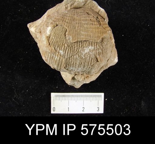 Productus semirecticulatus
