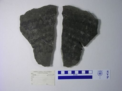 cf. Scaumenacia curta