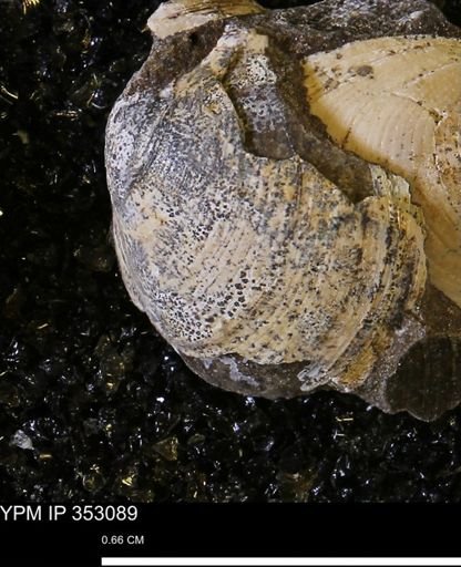 Limopsis striatopunctatus