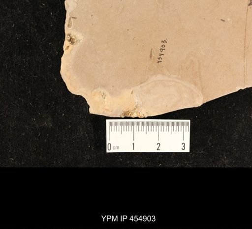 undet. Tipulidae