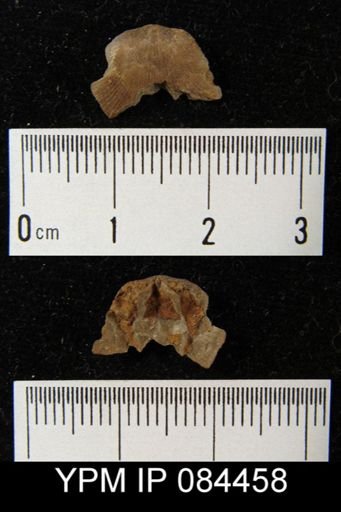 Rhipidomella hybrida