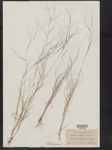 Aristida oligantha