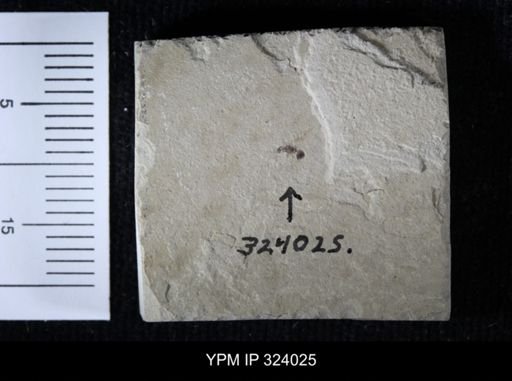 undet. Hymenoptera