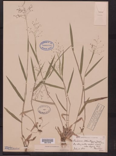 Panicum villosissimum