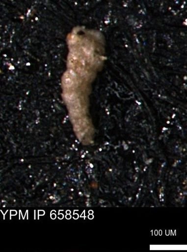 Verneuilinoides kansasensis