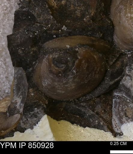 Limopsis striatopunctatus