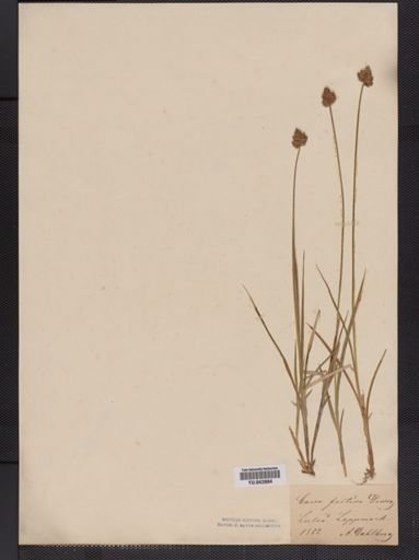 Carex festiva