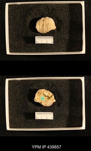Productus (Dictyoclostus) indicus