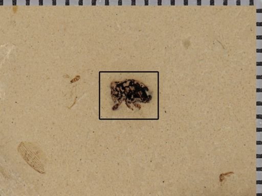undet. Curculionidae