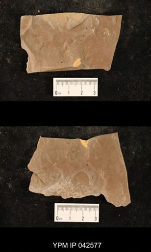 Hexapoda