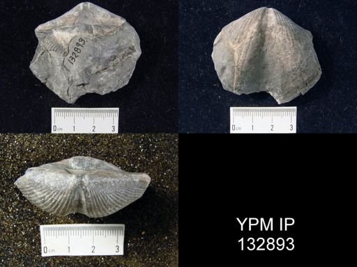 Spinocyrtia granulosa