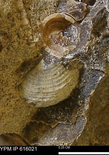 Drepanochilus sp.