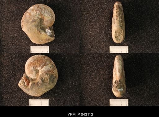 Hoploscaphites nicolletii