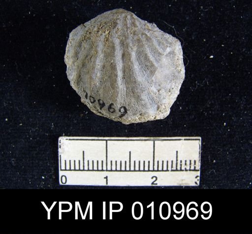 Meekella difficilis