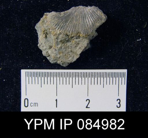Schuchertella pecten