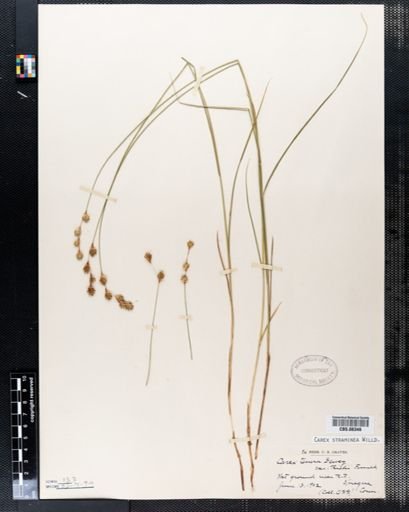 Carex straminea