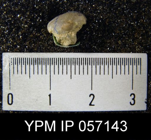 Anoplia helderbergia