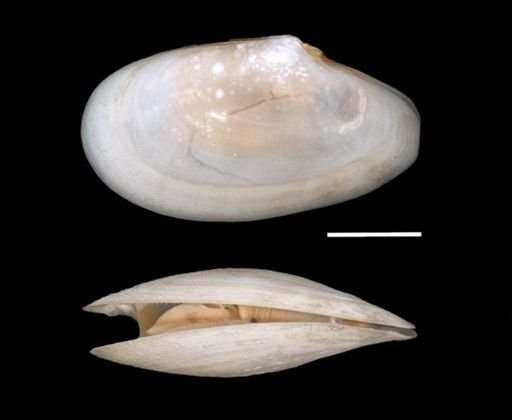 Macoma tenta
