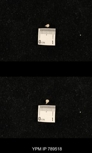 undet. Bryozoa